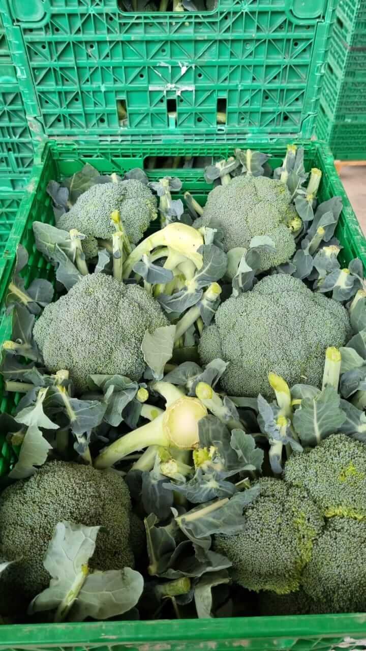 Brocoli