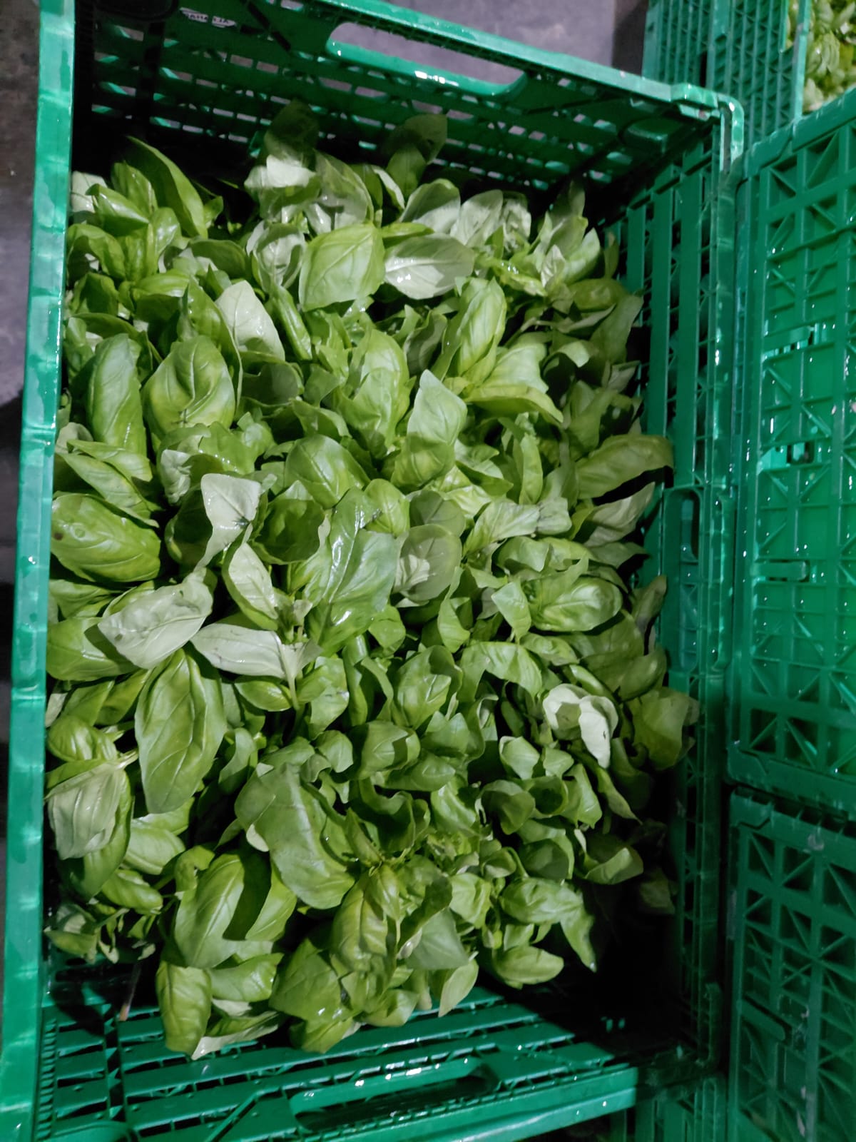 Albahaca