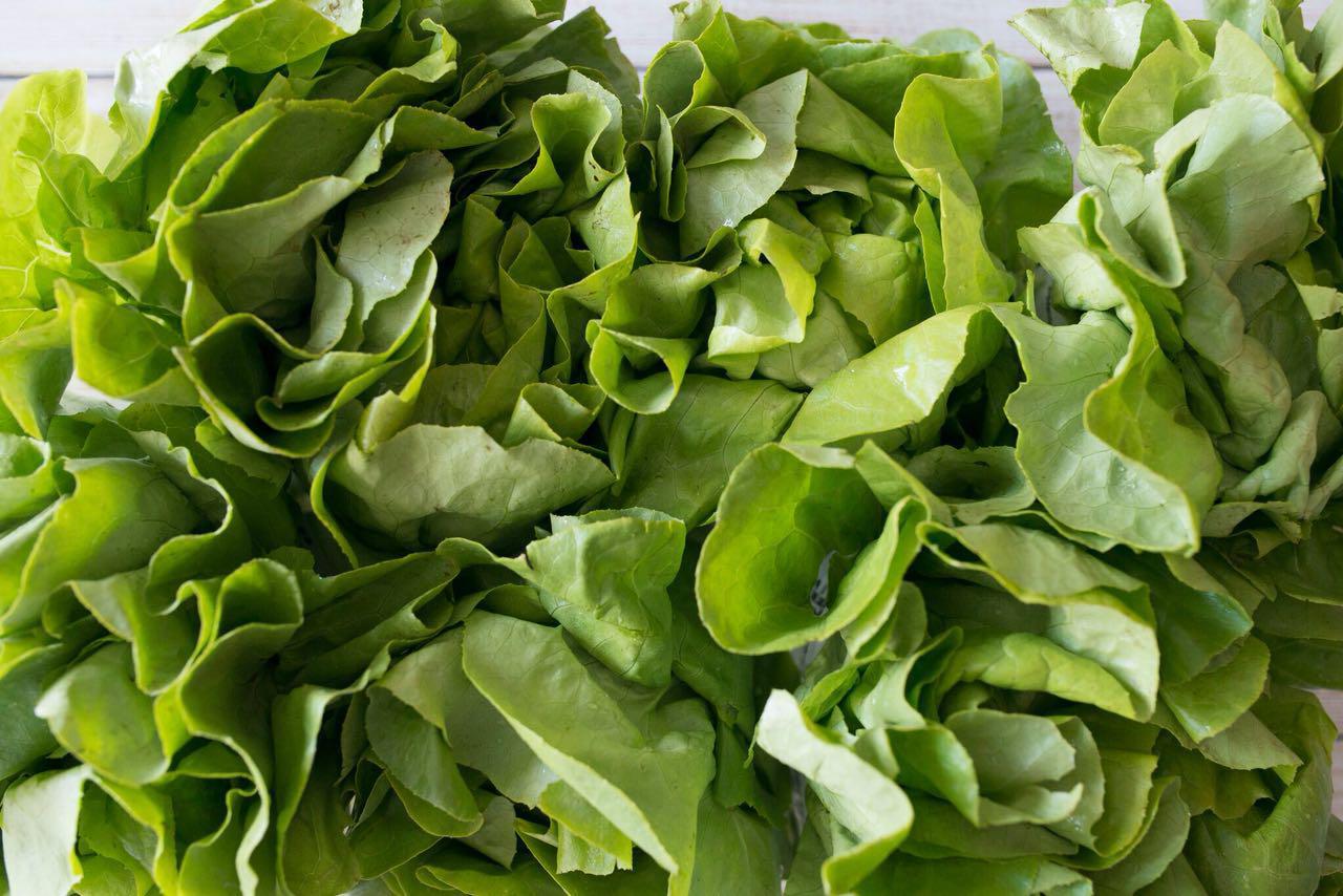 Lechuga Manteca