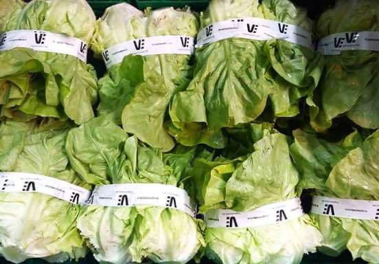 Lechuga Criolla